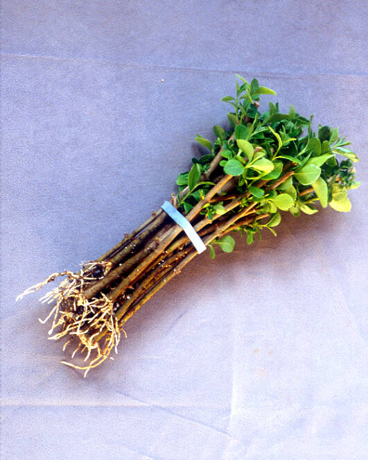 Photo of a bundle of rooted privit cuttings.
