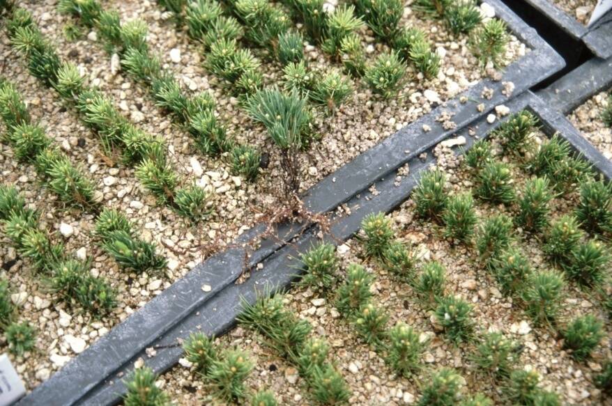 Photo of narrow-leaved hardwood cuttings in course sand rooting medium.