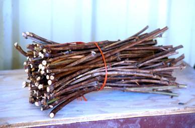 Photo of a bundle of grape hardwood cuttings.