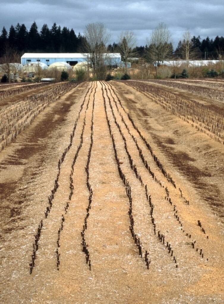 Photo of plumb cuttings planted into a field.