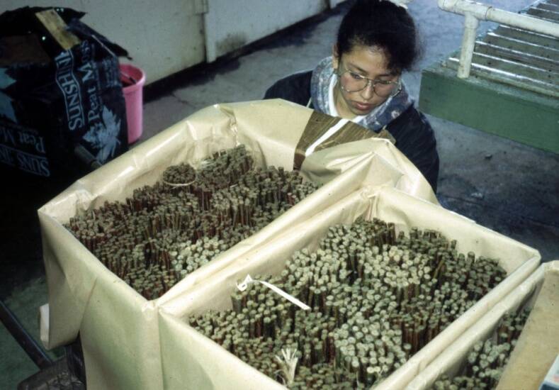 Photo of hardwood cuttings being stored.