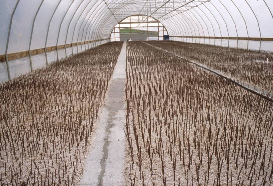 Photo of hardwood cuttings planted in a greenhouse.