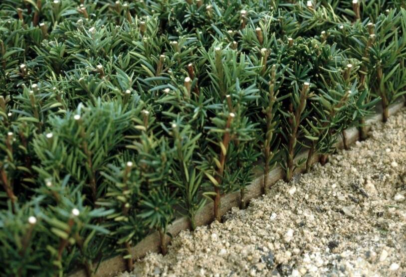 Close up photo of evergreen cuttings.
