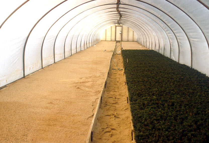 Photo of evergreen cuttings in a greenhouse.