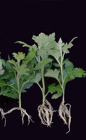 Photo of herbaceous cuttings.