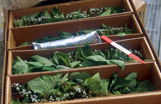 Photo of packaged herbaceous cuttings with ice pack.