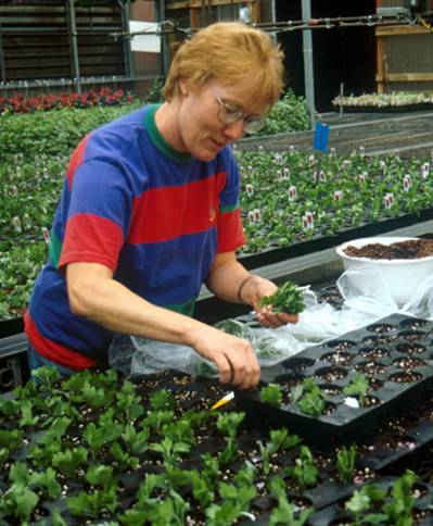 Worker sticking herbaceous cuttings into flats of growing medium.