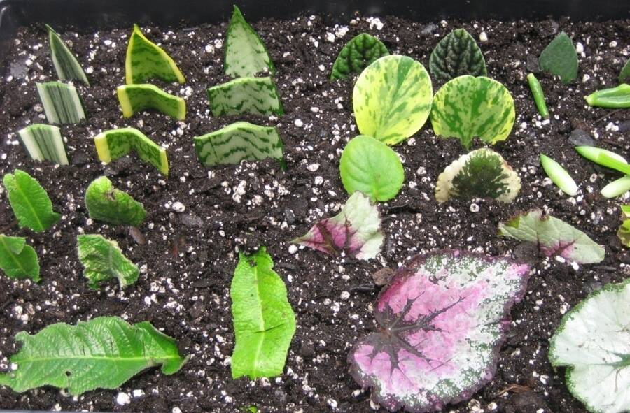 Photo showing a variety of different species of leaf cuttings.