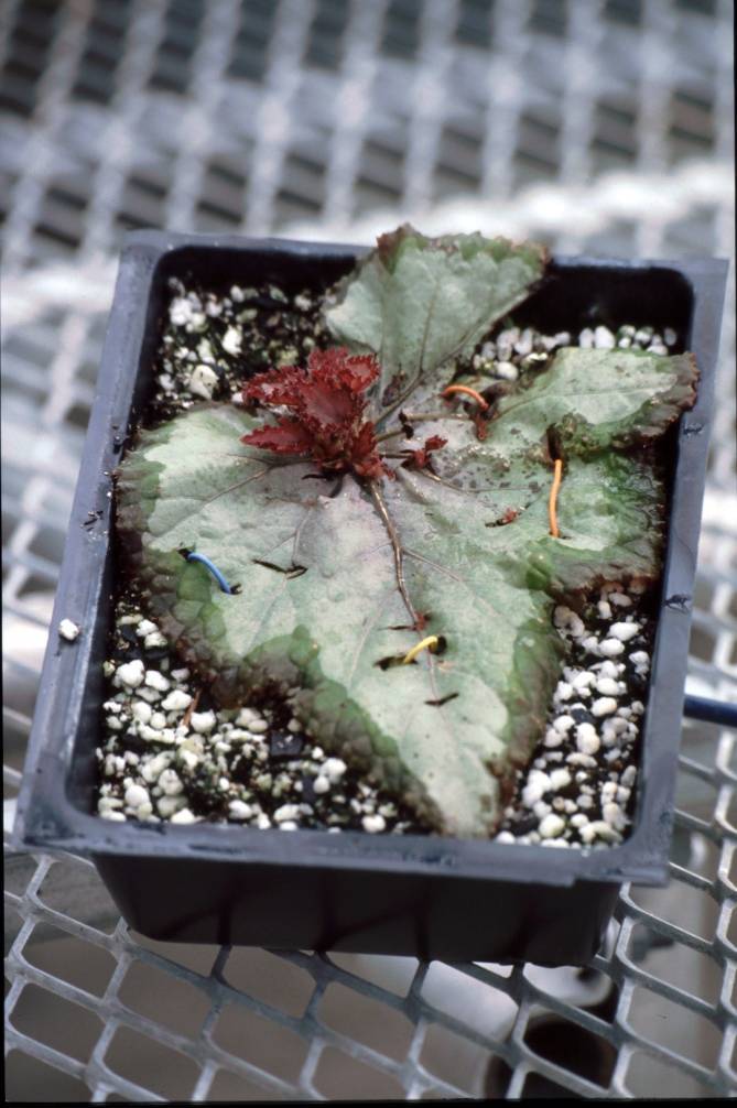 Photo of a begonia growing from a leaf cutting.