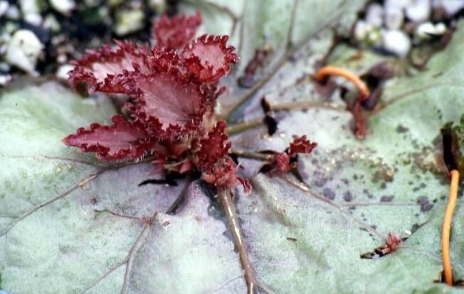 Close up photo of a begonia growing from a leaf cutting.