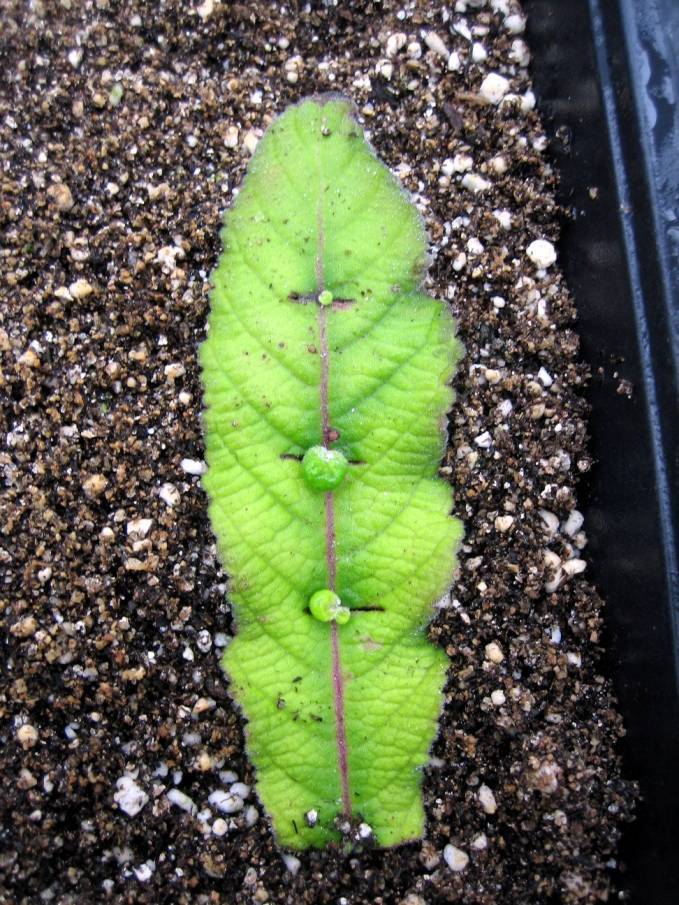 Photo of new growth sprouting from three points along a leaf cutting.