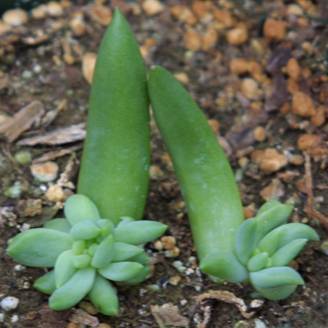 Photo of a succulent plant growing from a leaf cutting.