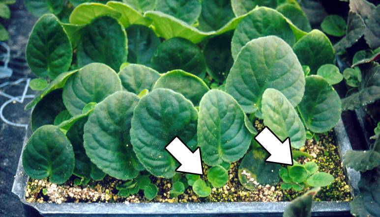 Photo pointing out the new adventitious shoots forming from African violet petioles.