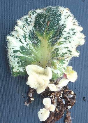 Photo of an African violet leaf cutting with non-pigmented new shoots.