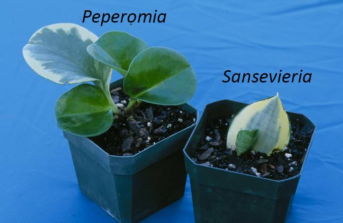 cutting-types-leaf-cuttings