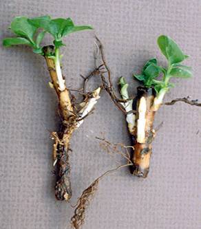 Photo of lilac root cuttings.
