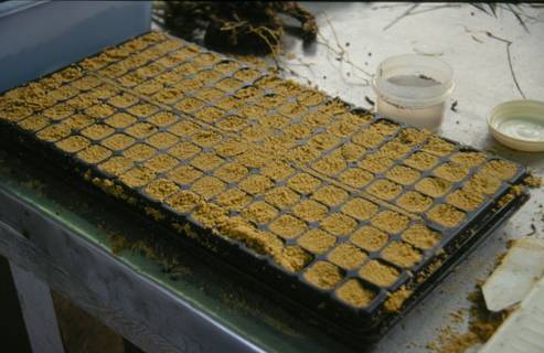 Photo of tray with planting medium for root cuttings.