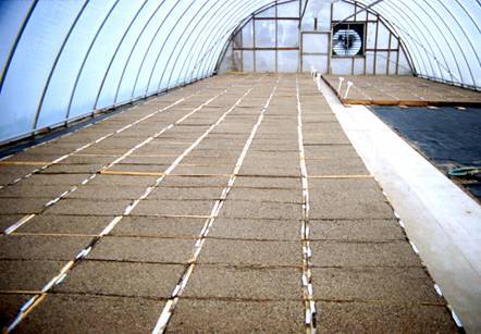 Photo of greenhouse with multiple trays of planting medium.