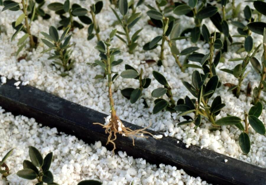 Photo of holly (Ilex) cuttings rooted in flats of perlite.