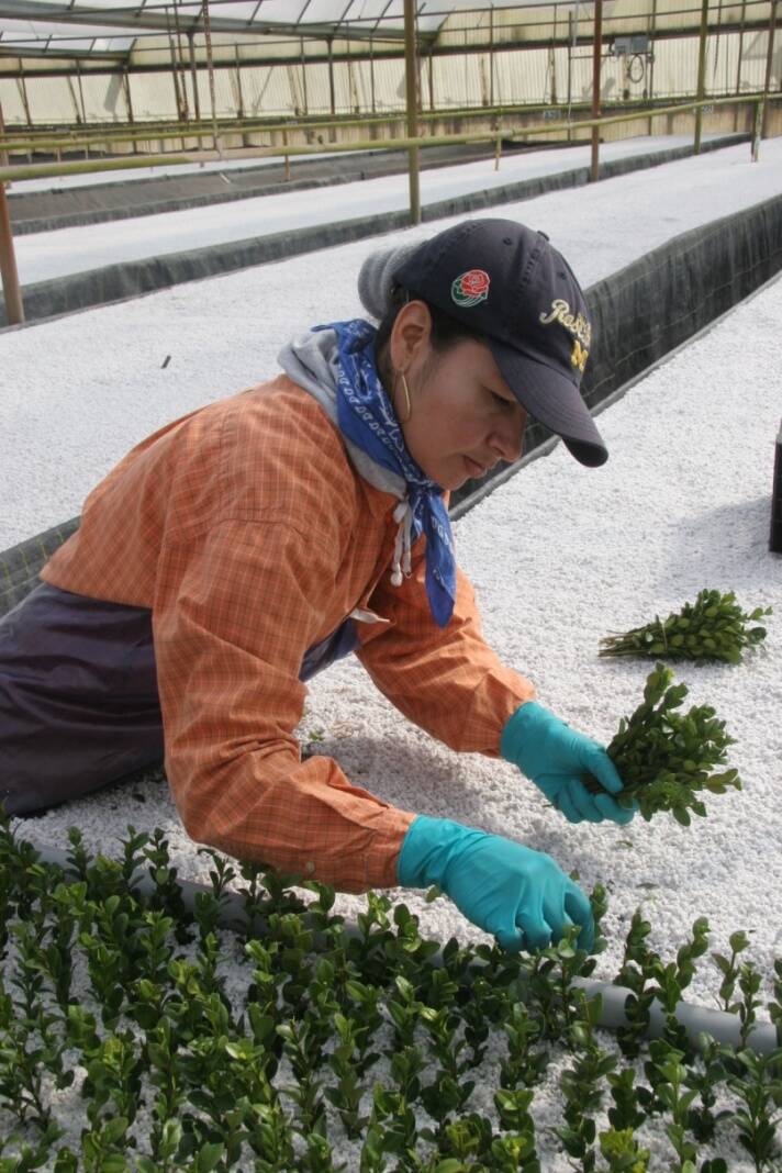 Photo of worker placing cuttings into perlite.