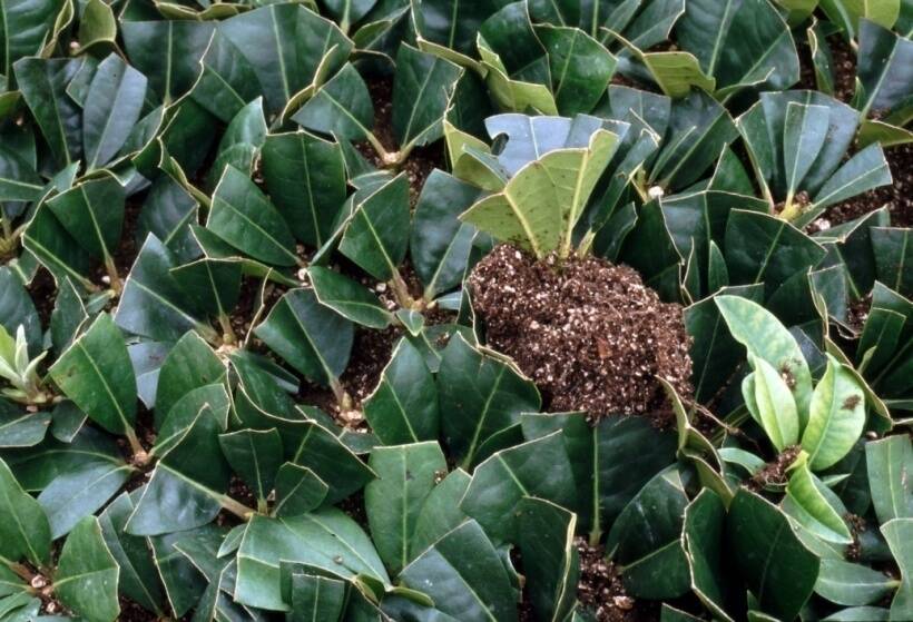 Close up photo of semi-hardwood cuttings with cut leaves.