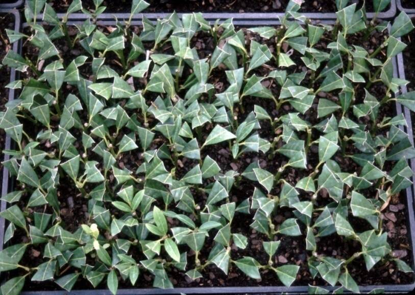 Photo of semi-hardwood cuttings with cut leaves.