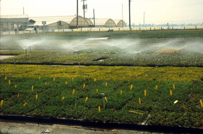 Photo of softwood cuttings under mist.