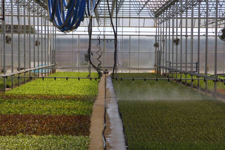 Photo of flats of softwood cuttings in a greenhouse being misted.