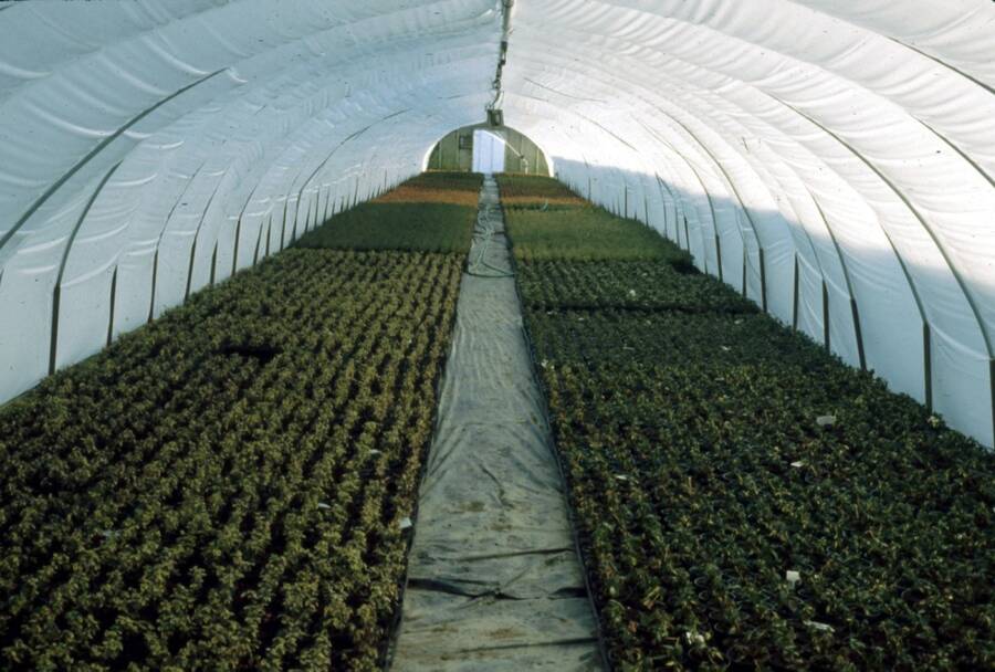 Photo of softwood cuttings in a poly house.