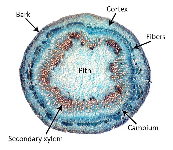 Micrograph of the cross section of a stem with the following structures identified in order from outside to core: bark, cortex, fibers, cambium, secondary xylem, and pith.