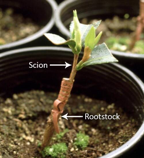 Photo of a graft with the scion and rootstock identified.