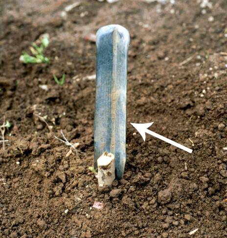 Close up photo showing a grow straight set against a rootstock to guide the shoot in an upright direction.