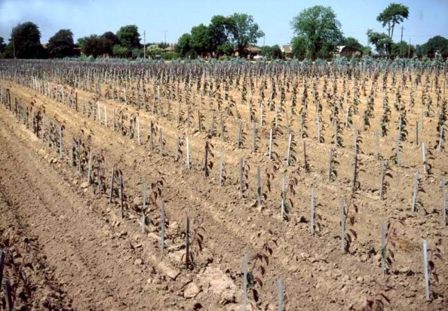 Photo of a field of grafted scions being trained by grow straights.