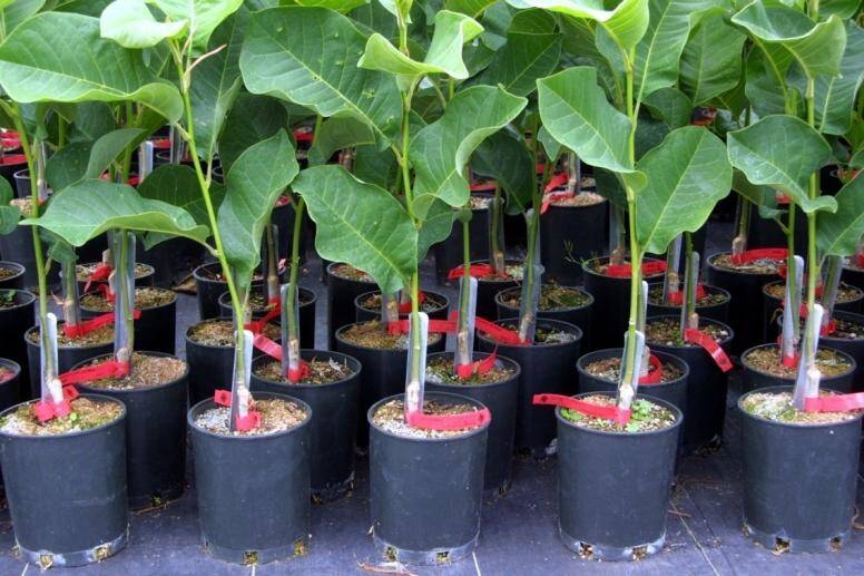 Photo of magnolia plants growing in containers, with grow straights training the stems to grow upright.