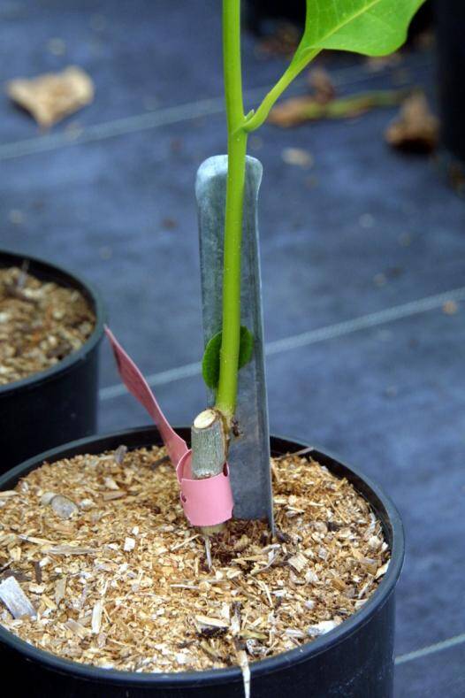 Detail photo of magnolia stem growing against a grow straight.