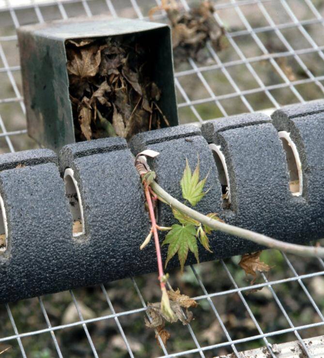 Photo showing a graft being kept warm using a hot-pipe callusing system.