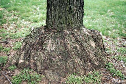 Photo showing a failed graft of an apple tree, with abnormal growth of the rootstock.