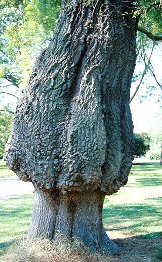 Photo showing a failed graft of an ash tree, with the scion showing abnormal growth at the point of union with the rootstock.