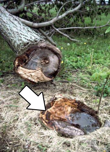 Close up photo with an arrow indicating the only portion of the graft that formed well in the failed graft.