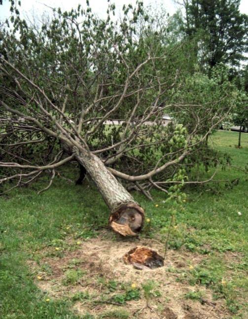 Photo of a maple tree that has snapped at the point of a failed graft.