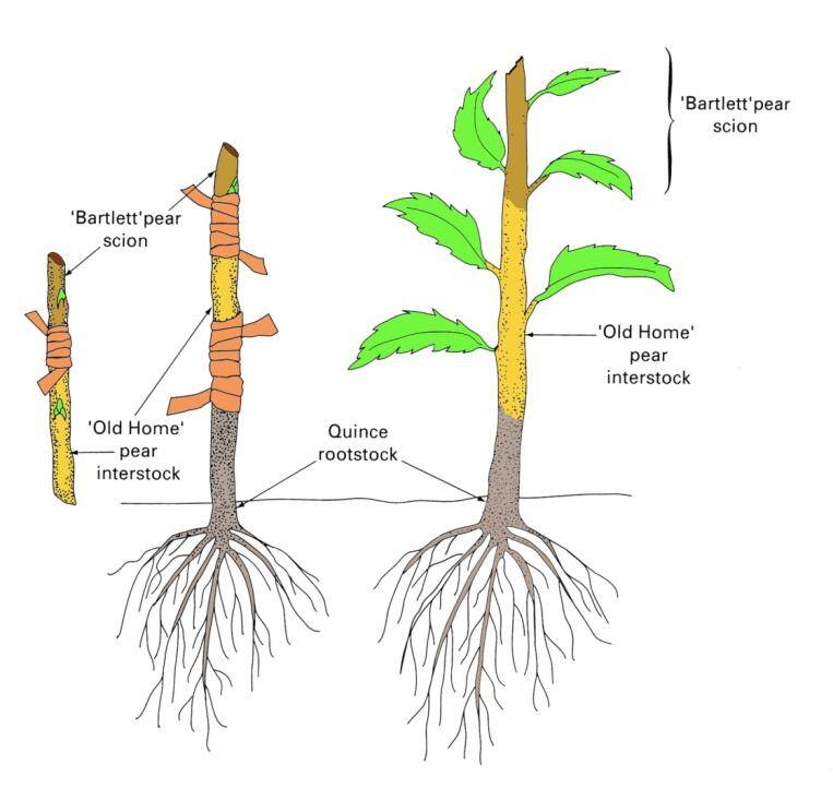 Illustratioon showing how an interstock is placed between the scion and rootstock to form a double worked graft. The example plant shown uses a 'Bartlett' pear scion, an 'Old Home' pear interstock, and a quince rootstock.