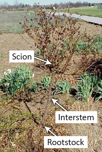 Photo of a rose double worked graft, with the scion, interstem, and rootstock identified.