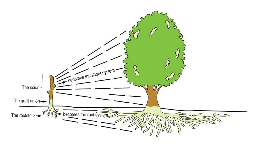 Illustration showing how the scion of a graft becomes the above ground shoot system of the new plant, while the rootstock becomes the root system below ground.