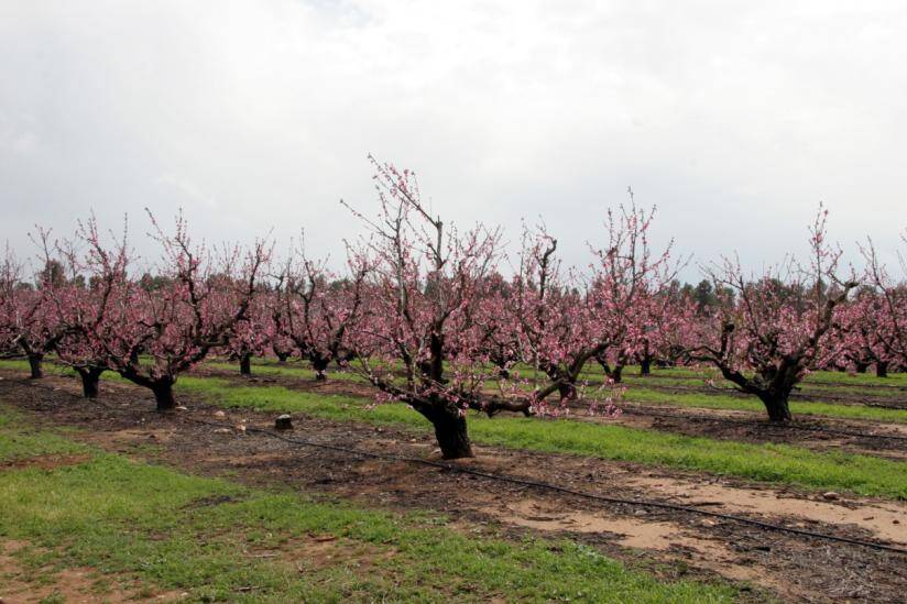 Photo of an orchard with topworked trees.