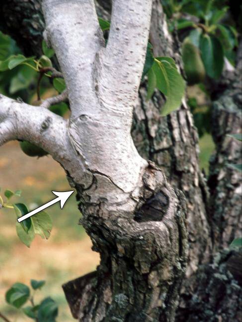 Close up photo showing where a topworked graft has been used on a tree.