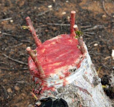 Photo of a completed peach bark graft.