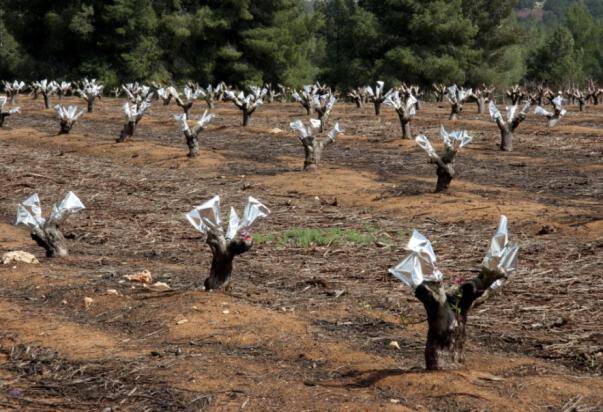 Photo of an orchard where the tops of rootstock has been removed, and topworked grafts have been applied to app plants, with foil wrapped over them for protection.