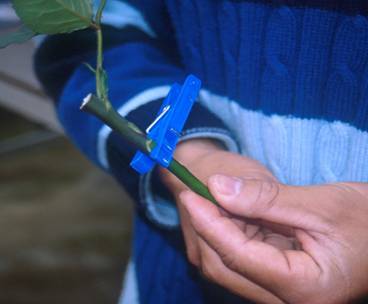 Photo of a splice graft secured with a plastic grafting clip.