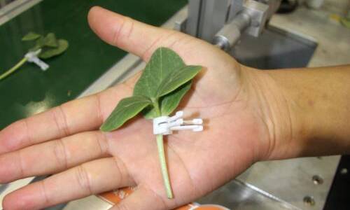 Photo showing a vegetable splice graft secured using grafting clips.