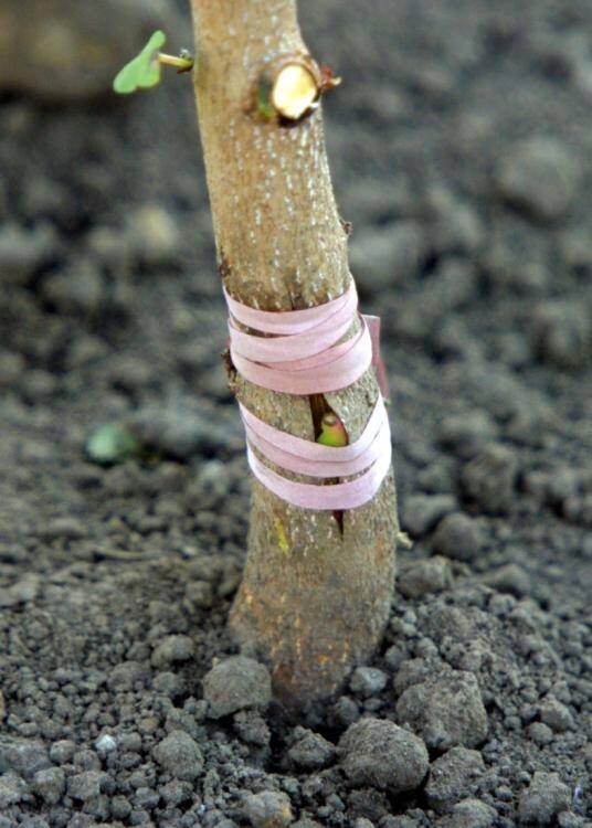 Photo showing an example of tying materials securing a graft.